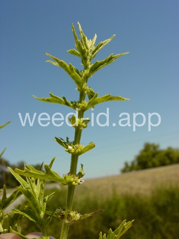 bugleweed, American